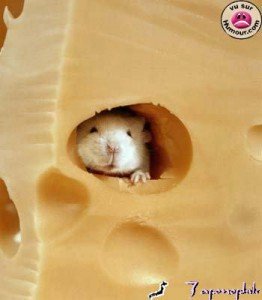 mouse-in-cheese