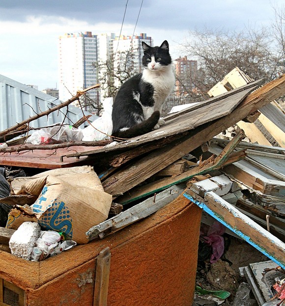 Кошка на мусорной куче. Ростов.