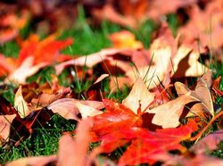 Осенние листья под защитой.