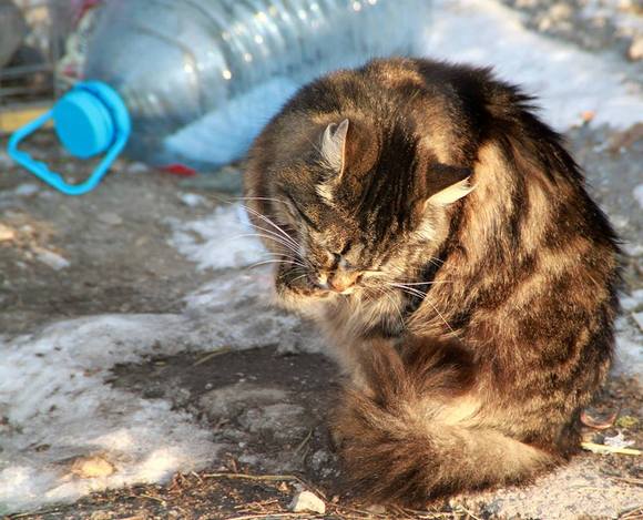Ловить и кастрировать кошек будут многочисленные Шариковы, нанятые городскими администрациями.