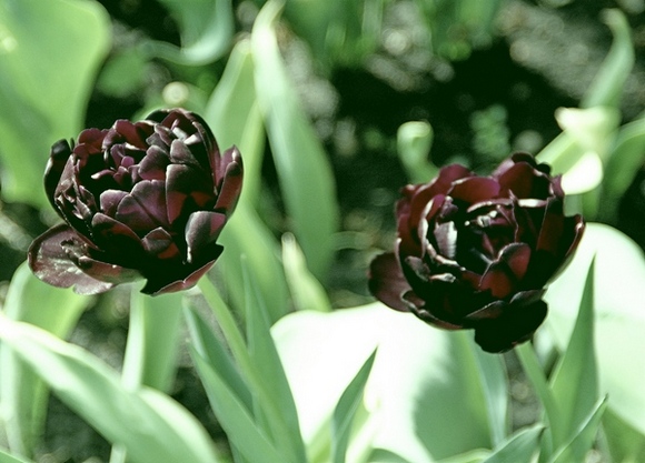 http://rostov-dom.info/wp-content/uploads/2020/06/Blec.jpg Еще один вид черных тюльпанов — сорт Блэк Хироу. Примет ли их в подарок девушка?   
