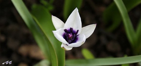 Дикая Альба — тюльпан-исключение. Очень красивый, но также отличается крохотной головкой. 